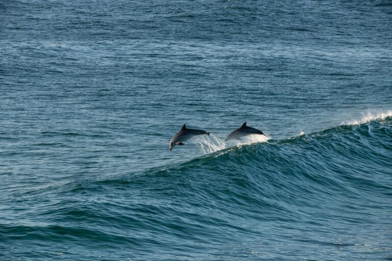 Dolphins playing in the waves